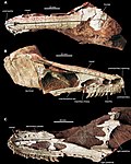 Miniatura para Xixiasaurus henanensis