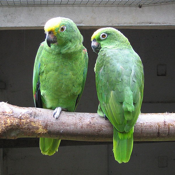 600px-Yellow-crowned_Amazon_%28Amazona_ochrocephala%29_-Well_Place_Zoo-4c.jpg