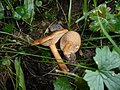 !Lactarius obscuratus!