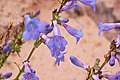 Flowers of Penstemon cyanocaulis