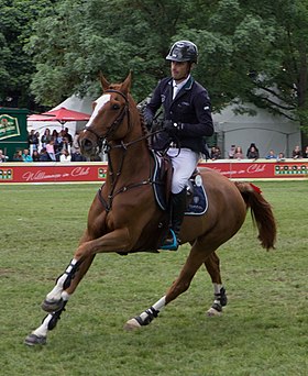 Fairview Aliquidam, hongre Selle australien (AWHA), monté par Denis Lynch