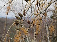 Larix decidua has persistent seed cones.