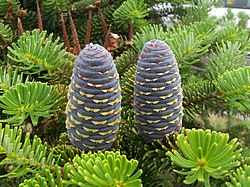 Κορεατική ελάτη (Abies koreana) φύλλωμα και κώνος