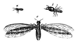 Arbeider, soldaat en gevleugeld individu uit een termieten-maatschappij