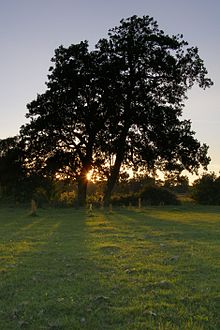 220px-Alder_trees_by_the_Beaulieu_River_at_Longwater_Lawn.jpg