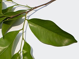 Aquilariaceae