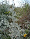 Miniatura para Artemisia maritima