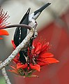 Špaček indomalajský (Sturnus contra) na květech Erythrina variegata