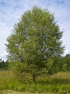 Betula pubescens - Burgwald 002