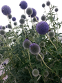 Echinops bannaticus