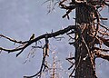 Male at Guna Pani (9000 ft) in Kullu-Manali District of Himachal Pradesh, India