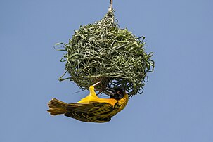 Un tisserin gendarme, passereau afrotropical, en train de construire son nid suspendu. (définition réelle 4 151 × 2 767)