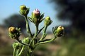Valued image of Blumea viscosa