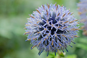 Botanischer Garten Uni Bonn - Echinops ritro