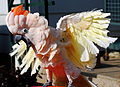 kakadu molucký Cacatua moluccensis