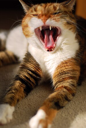 English: A 13 year old Tortoiseshell cat yawns.