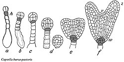 Ontwikkeling embryo bij herderstasje. a:proëmbryo met kiemdrager, h:hypofyse, b:viercellige kiembol met kiemdrager, c:achtcellig stadium, d:zestiencellig stadium, e:overgang naar het vroege hartstadium, f:hartstadium met v:stengeltop, z:zaadlobben, w:worteltje.