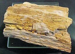 Carnotit auf fossilisiertem Holz - Сент-Джордж, штат Юта.jpg