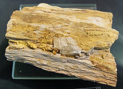 Carnotite, minerale di Uranio su legno fossile, Morrison Formation, Utah. La precipitazione del minerale è stata causata nei sedimenti di piana alluvionale dalla presenza di materiale carbonaceo come agente riducente.