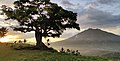 Century Tree sa Antipolo
