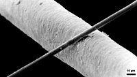A 6 mm diameter carbon filament (running from bottom left to top right) siting atop the much larger human hair Cfaser haarrp.jpg