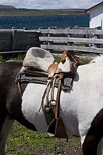 Miniatura para Cincha (equitación)