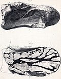 Miniatura para Chondrosteosaurus gigas