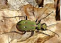 Cicindela campestris hosto lehorraren gainean.