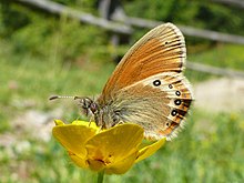 Coenonympha - Wikipedia, the free encyclopedia