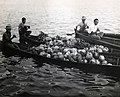 sekelompok orang sedang mengangkut kelapa, pisang, dan labu menggunakan empat buah sampan di Sungai Kapuas, kurun 1900-1940.