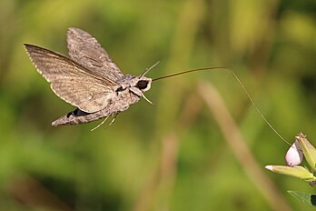 Agrius convolvuli, mariposa-colibri, é uma mariposa comum encontrada na Europa, Ásia, África e Australásia, da família Sphingidae. As larvas se alimentam das folhas dos convólvulos e de uma série de outras plantas e podem ser uma praga da batata-doce cultivada. Mais ativa ao anoitecer, a mariposa adulta pode usar seu probóscide, que é mais longo que seu corpo, para sorver o néctar das flores enquanto paira nas proximidades, transferindo pólen entre as flores. Esta mariposa A. convolvuli, vista aqui se alimentando com seu probóscide estendido, foi fotografada no Parque Natural do Mosteiro de Rila, na Bulgária. (definição 4 596 × 3 064)