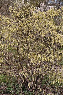 Description de l'image Corylopsis glabrescens - floraison.jpg.