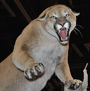 English: North Amerian Cougar