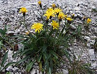 Crepis jacquinii