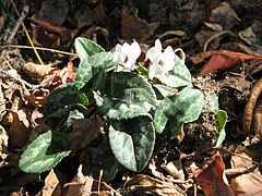 Cyclamen hederifolium ‘Amaze Me White’.