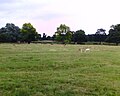 Deer sanctuary at Normanby Hall