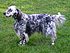 English setter.jpg