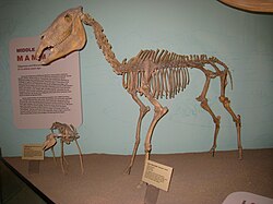 Equus simplicidens UMNH.jpg