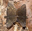 Erynnis brizo (sleepy duskywing) Mating, dorsal view.