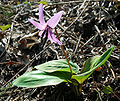 Erythronium japonicum