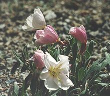 Eveningprimrose.jpg