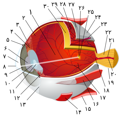 قسمت‌های مختلف کره چشم انسان