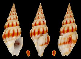 Fenimorea kathyae