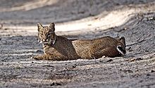 Le Lynx et son territoire dans LYNX 220px-Florida_Bobcat