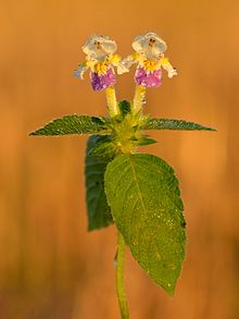 Kirju kõrvik (Galeopsis speciosa)