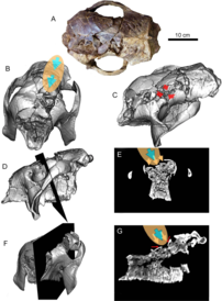 G. cylindricum skull preserving pathologies caused by humans