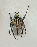 Goliathus cacicus (Sierra Leone)