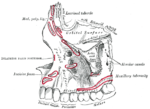 Miniatura para Hueso alveolar