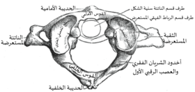 تشريح الأطلسية