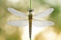 Platz 1: Sven Damerow - Großer Blaupfeil (Orthetrum cancellatum) im Naturschutzgebiet Gülper See - Das Siegerfoto in der Wettbewerbskategorie Detail zeigt den Großen Blaupfeil aus der Familie der Segellibellen. Der klangvolle wissenschaftliche Name Orthetrum cancellatum weist auf die gegitterte Musterung des Hinterleibs der Weibchen hin. Der Fotograf Sven Damerow schafft es mit seinem Foto eindrucksvoll, die Segeleigenschaften der Libelle und die Gittermusterung darzustellen. Wenn man den Großen Blaupfeil auf dem Foto betrachtet, glaubt man, einen Kampfjet aus einem Science-Fiction-Film zu sehen. Die Jury empfiehlt, das Bild leicht vergrößert anzuschauen und voller Faszination den Flugapparat zu betrachten. Der Humerus und das Muster der Flügeladerung lassen einen in der Betrachtung nicht los. Die technisch einwandfreie Aufnahme lässt so auch Libellenlaien schnell verstehen, wieso diese Insekten solch beeindruckende Flugkünstler sind. Das Foto entstand am frühen Morgen im Naturschutzgebiet Gülper See im Naturpark Westhavelland in Brandenburg.